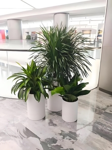 宁波北仑植物租赁服务优，打造别样绿色空间！